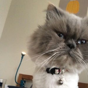 Meet your Posher, Lillian